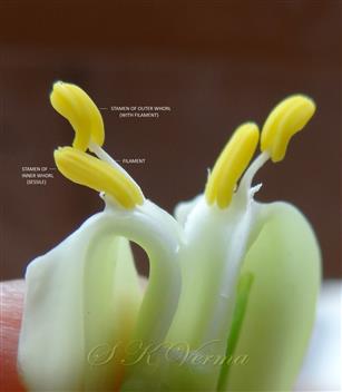  Male Flower-Stamens